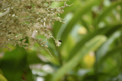 Close-up of insect on flower