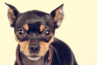 Close-up portrait of dog against white background