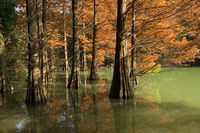 Scenic view of lake in forest