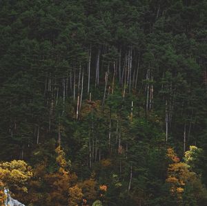 Trees in forest