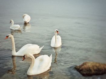 Swans swimming in lake