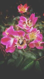 Close-up of bee on pink flower