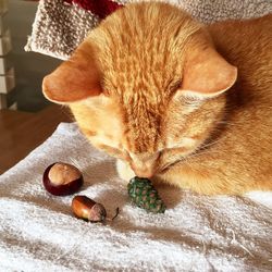 Close-up of ginger cat