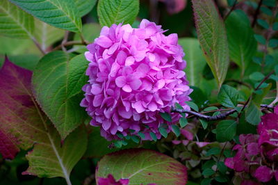 Close-up of purple hydrangea blooming outdoors