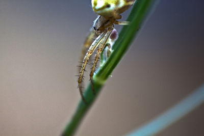 Close-up of spider on plant