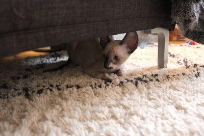 Cornish rex kitten 