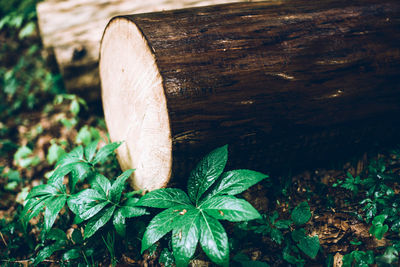 High angle view of mushroom growing on field