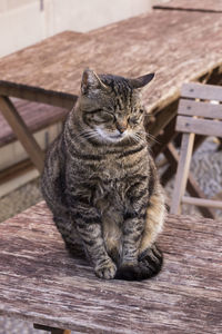 Portrait of cat sitting on table