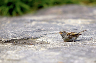 Close-up of bird