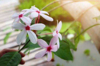 Close-up of pink flowering plant