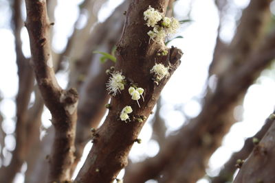 Close-up of flower buds on tree trunk