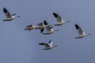 Low angle view of seagulls flying in the sky