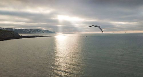 Bird flying over sea against sky