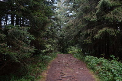 Empty road along trees in forest