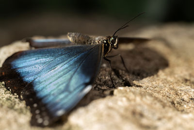 Close-up of butterfly