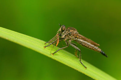 Close-up of insect