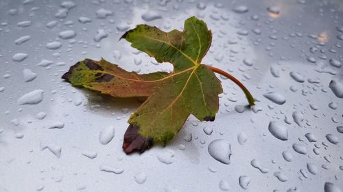 High angle view of wet leaves on plant during rainy season