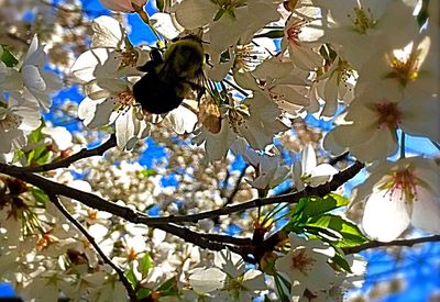 Low angle view of flowers against blue sky