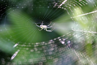 Spider on web