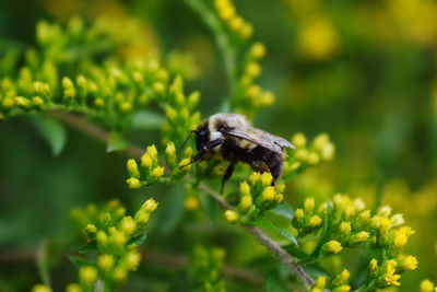 Close-up of bee pollinating on flower