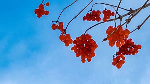 Low angle view of red tree against blue sky