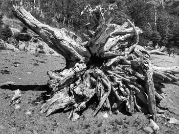 Close-up of tree trunk in forest