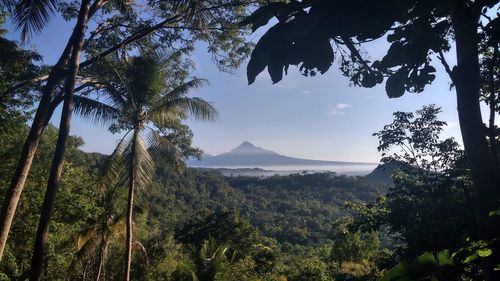 Scenic view of palm trees on mountain against sky