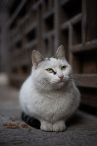 Close-up of cat looking away