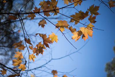 Low angle view of autumn leaves