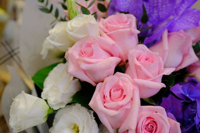 Close-up of pink roses