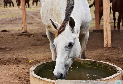 Horse standing drinking  water in pond