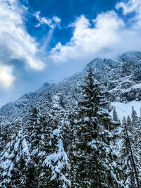 Low angle view of snow covered trees against sky