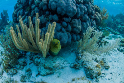 Green moray eel looking out from coral 