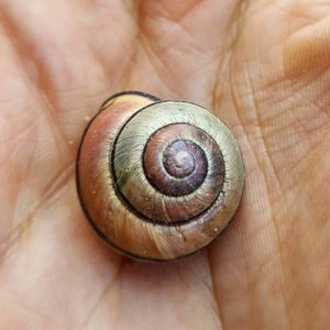 Close-up of snail on human hand