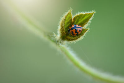 Close-up of insect on plant