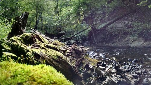 Stream flowing through forest