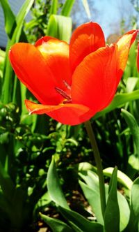 Close-up of red flower