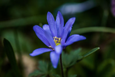 Close-up of purple flower blooming outdoors