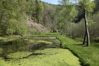 Scenic view of lake in forest