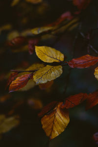 Close-up of maple leaves against blurred background