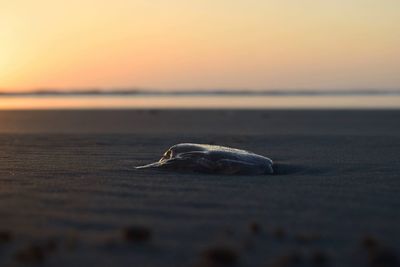 Fish on beach at sunset