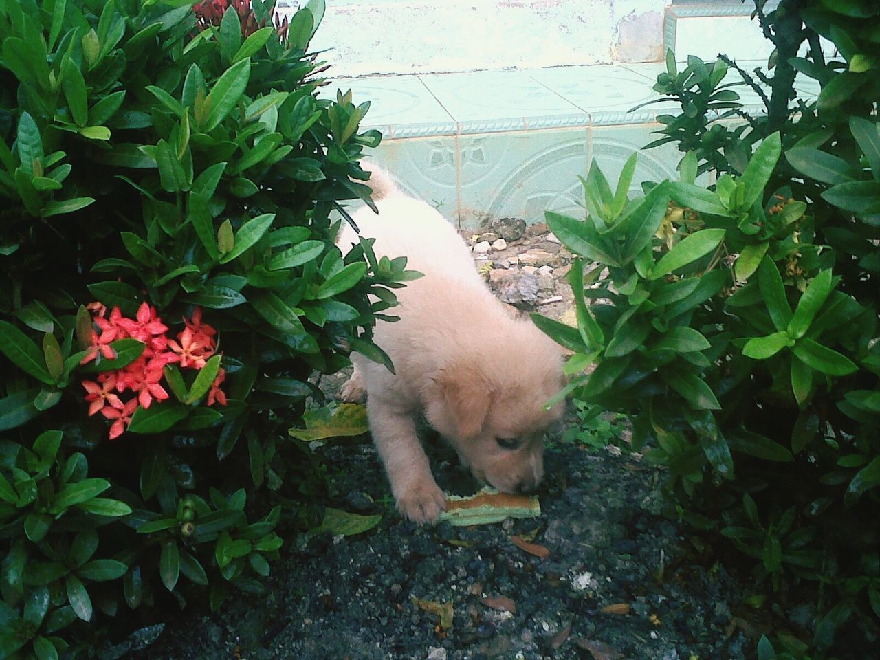 animal themes, plant, one animal, domestic animals, pets, mammal, leaf, growth, domestic cat, potted plant, front or back yard, cat, green color, feline, relaxation, nature, high angle view, dog, outdoors, day