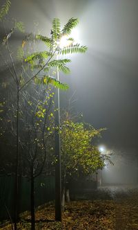 Trees on field against sky