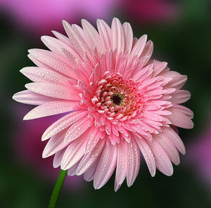 Close-up of bee on pink flower blooming outdoors