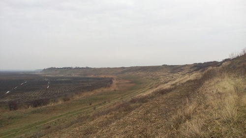 Scenic view of agricultural field against sky