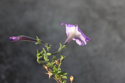 Close-up of purple flowers blooming outdoors