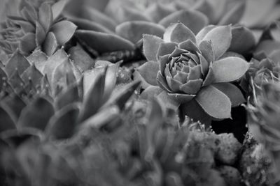 Full frame shot of flowers