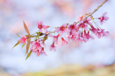 Close-up of pink flowers on branch