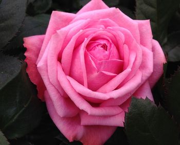 Close-up of pink rose