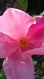 Close-up of pink hibiscus blooming outdoors